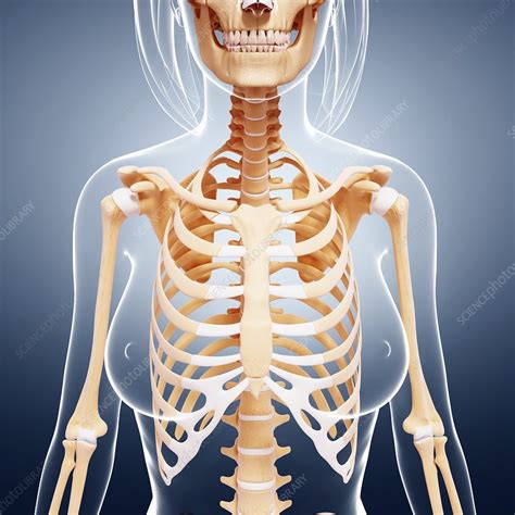 Female Skeleton Artwork Stock Image F Science Photo Library