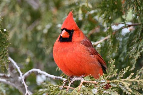 Cute Male Northern Cardinal Bird Stock Photo Image Of Perched Tree