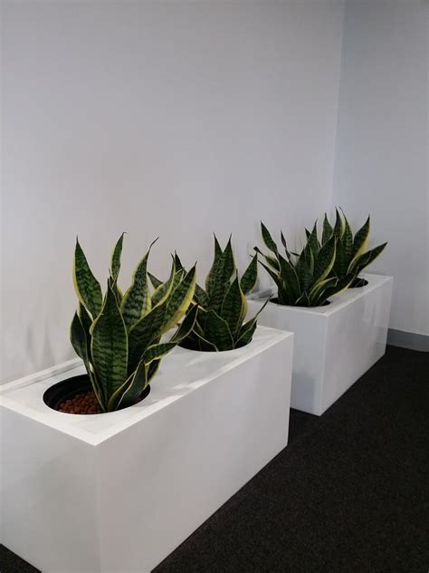 Large Indoor Plant Pots Indoor Office Planters Melbourne