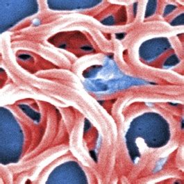 The History of the Lyme Disease Vaccine | History of Vaccines