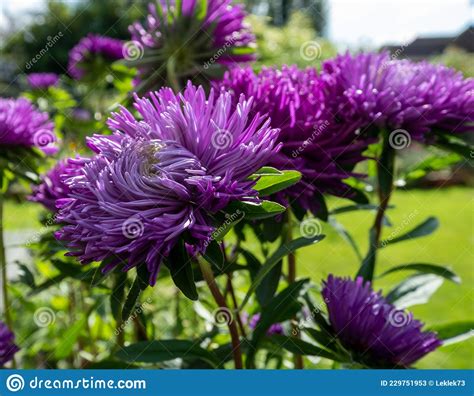 Purple Aster Flowers Named Pavlova Blue The Flowers Are Annuals And