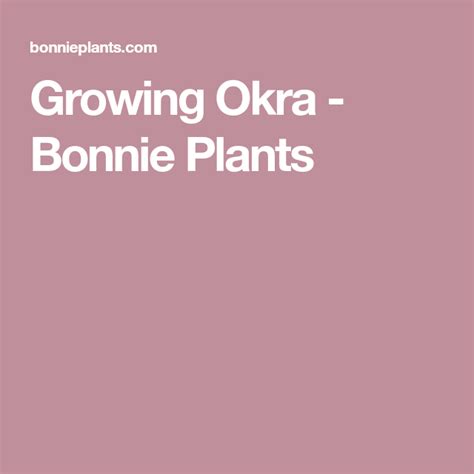 Growing Okra Bonnie Plants Growing Basil Growing Okra