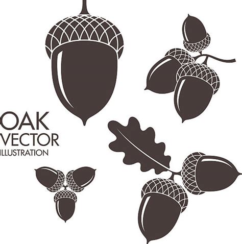 Royalty Free Acorn Clip Art Vector Images And Illustrations