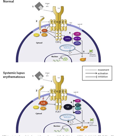 Figure 1 From T Cell Receptor Associated Protein Tyrosine Kinases The