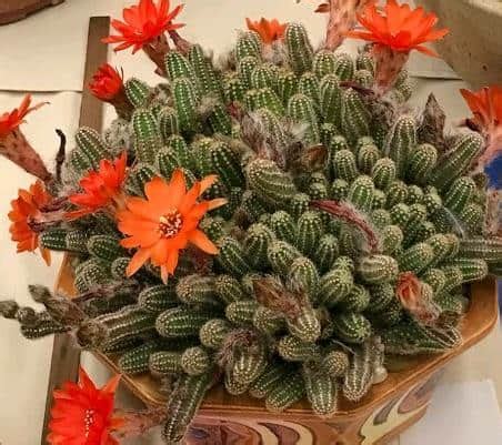 Check out our monkey tail cactus selection for the very best in unique or custom, handmade pieces from our succulents shops. 14 Cacti and Succulents that Hang or Trail (With Pictures ...