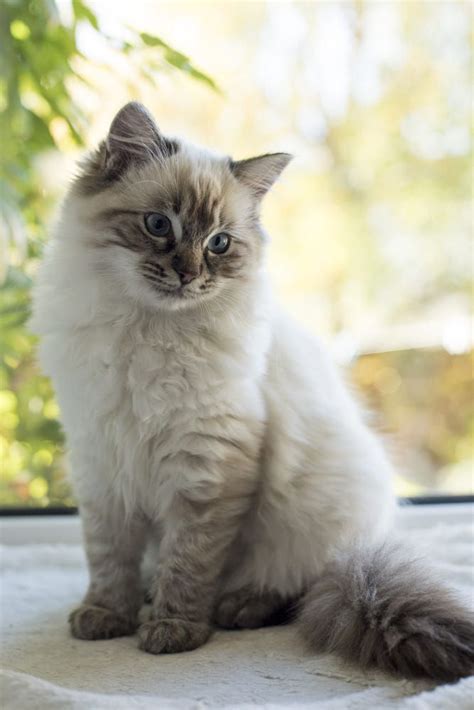 Ragdoll Tabby Mix Appearance Personality Size And Adoption Cat