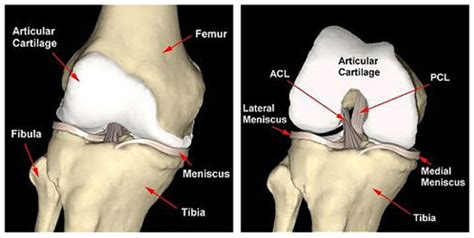 Knee Cartilage Injury Knee Surgeon In Mumbai Dr Amyn Rajani