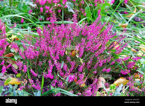 Purple Common Heather Calluna Vulgaris In Summertime Meadow Nature