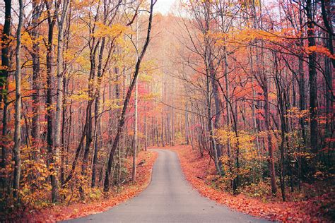 Autumn Country Road In The Forest Photograph By Moreiso Fine Art America