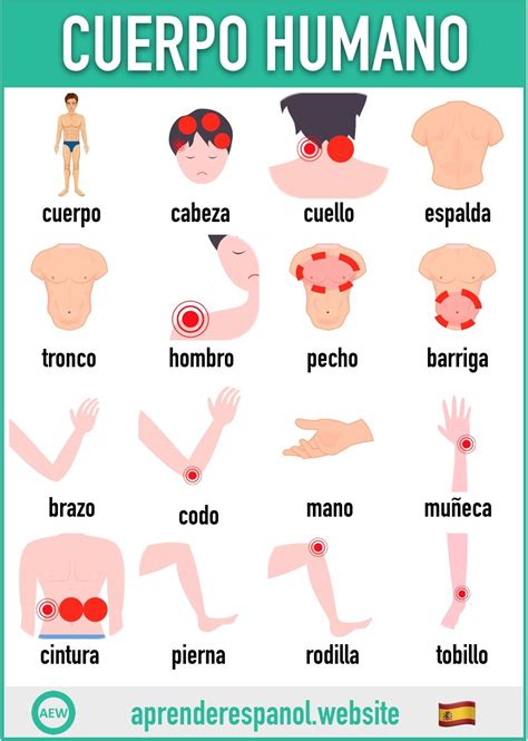 Las partes del cuerpo humano en español Tarjetas de vocabulario en español Aprender español
