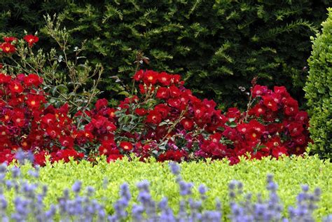 Check spelling or type a new query. Rose Flower Carpet Red Velvet - Flower Carpet Roses ...