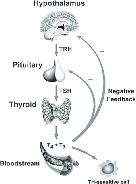 The Hypothalamic Pituitary Thyroid Axis Including The Roles Of