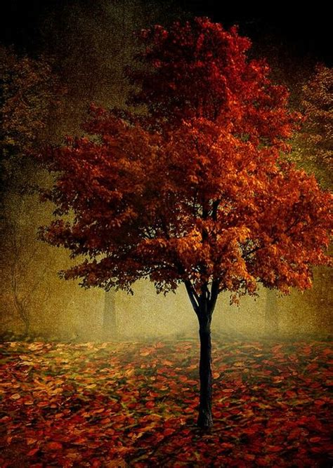 Pin By Marinos Nulis On Autumn Autumn Trees Autumn Scenery Fall