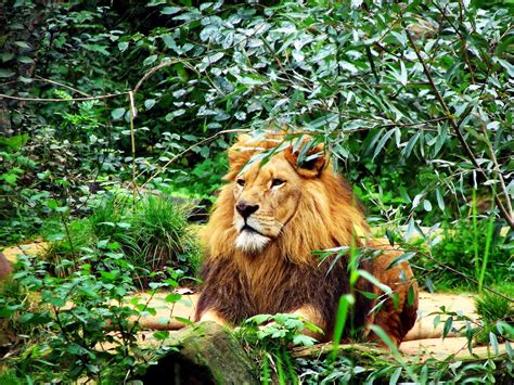 Wildlife Lion Animals Wallpaper Download Best Free Pictures
