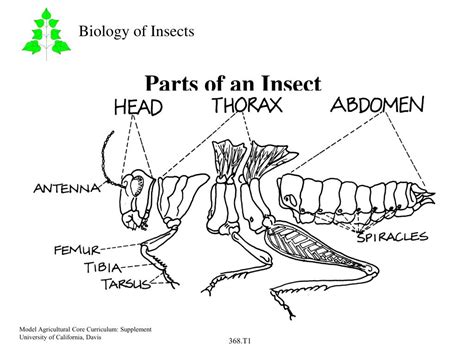 Ppt Parts Of An Insect Powerpoint Presentation Free Download Id