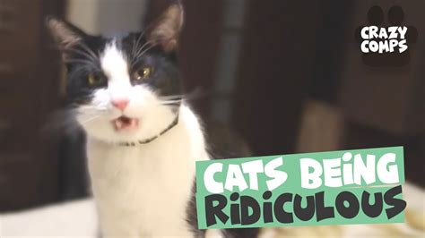 Cats Being Hilarious Compilation Cats Are Jerks