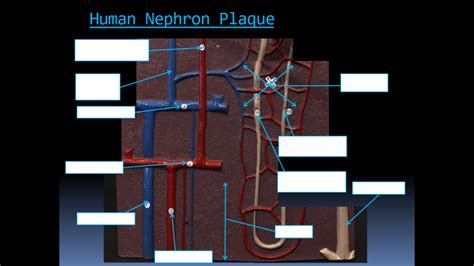 Human Nephron Plaque 1 Diagram Quizlet