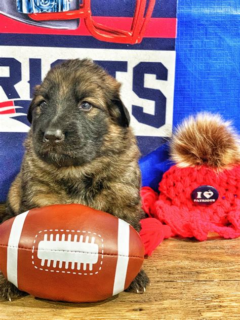 German shepherd puppies are often listed as one of the most popular puppy breeds in the united states. German Shepherd Puppies For Sale | Worcester, MA #319975