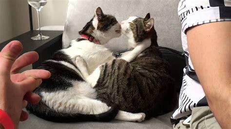 Cat Kisses Youtube
