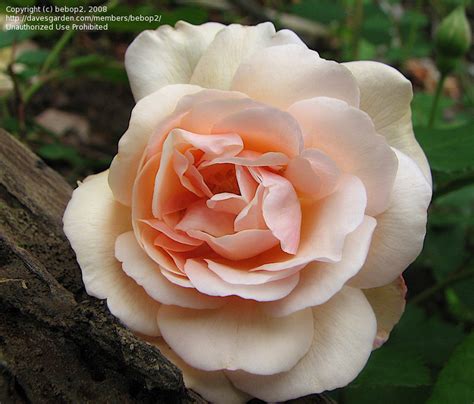 Bentall and her husband, john bentall. PlantFiles Pictures: Hybrid Musk Rose 'Buff Beauty' (Rosa ...