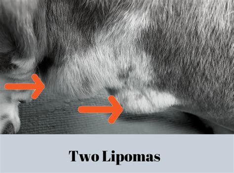 Lipomas In Dogs An Unconventional Approach Dr Magda