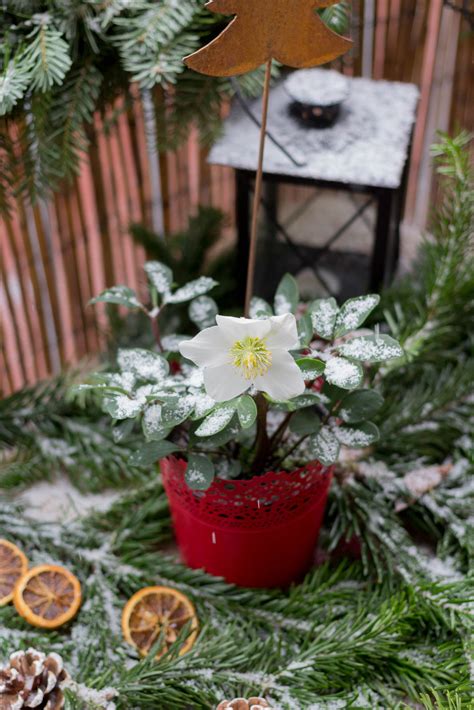 Du möchtest ideen finden, wie du deinen garten weihnachtlich schmücken kannst? Weihnachtsdeko für den Balkon - Garten Fräulein