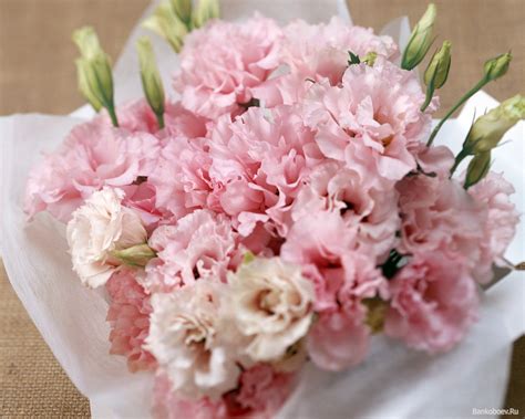 Pink Carnation Pink Color Photo 34691905 Fanpop