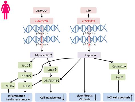 Frontiers Gender Differences In Adipocyte Metabolism And Liver Cancer Progression