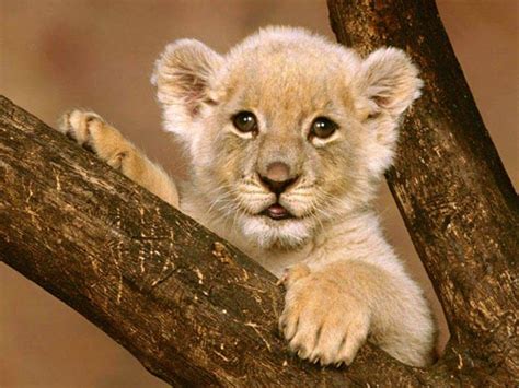 animales graciosos, tiernos y feroces - Imágenes - Taringa!