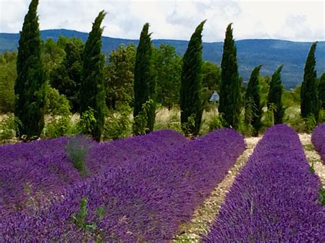 The Lavender Fields In Bloom Near Avignon Southern France On The From