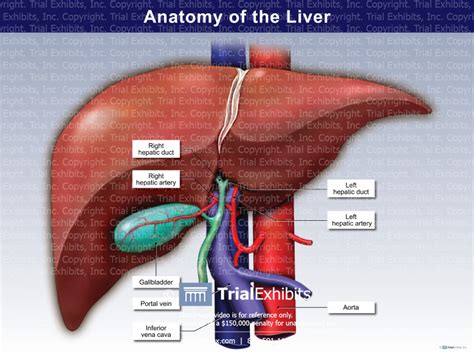 Anterior View Anatomy Of The Liver Trialexhibits Inc Free Nude Porn