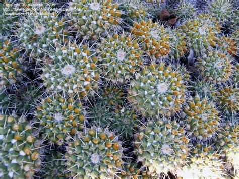 Plantfiles Pictures Mammillaria Species Mother Of Hundreds