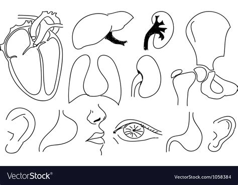 Sketches Human Organs Royalty Free Vector Image