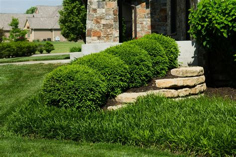 Boxwood Landscaping Ideas — Randolph Indoor And Outdoor Design