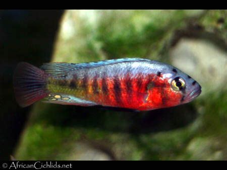 And i've seen a lot of bad submarine movies. Pundamilia sp. 'crimson tide'- Lake Victoria Cichlids ...
