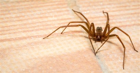 How To Get Rid Of Brown Recluse Spiders Fast And Permanently The