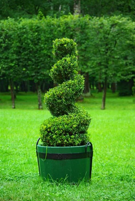 Browse candle holder types such as hurricanes, pillar and tealight holders, tapers & more. GARDEN TOPIARY FOR BEGINNERS - gardenpicsandtips.com
