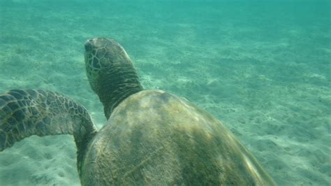 Las Mejores Playas De Snorkel En Kauai North Shore Paradas Para Niños