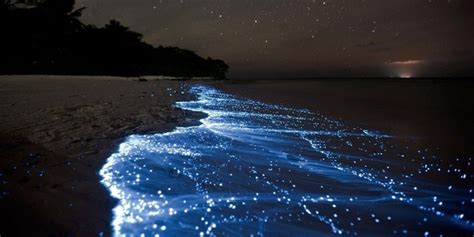 Top 5 Bioluminescent Beaches In Thailand Go Find Orient