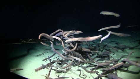 Abundant Life Found On Deep Sea Mountains Science Connected Magazine