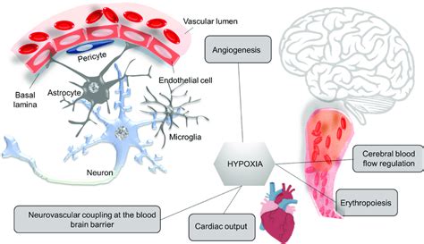 Hypoxia Evoked Adaptations Improve Cardiovascular Determinants Of Brain