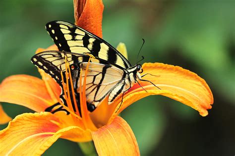 Tiger Swallowtail Butterfly On Daylily Photograph By