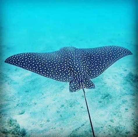 Spotted Eagle Ray Spotted Eagle Ray Sea Creatures Life