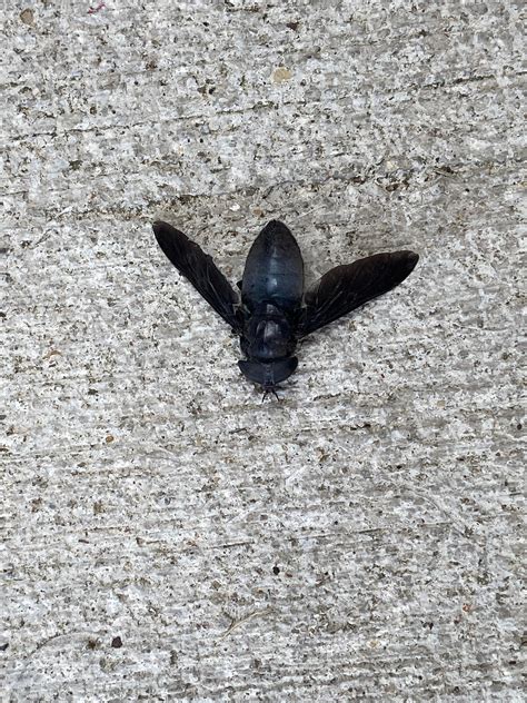 Ive Been Seeing These Huge Flying Black Bugs Around Lakewood Ohio