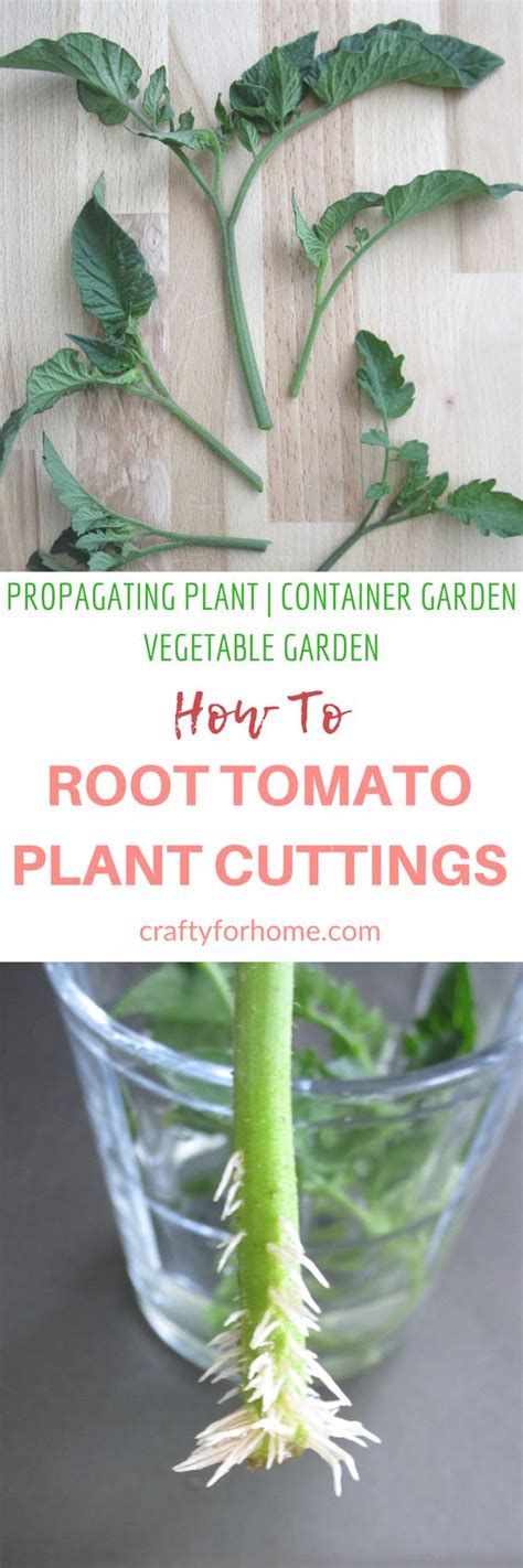 How To Root Tomato Plants From Cuttings Tomato Plants Plants Tomato