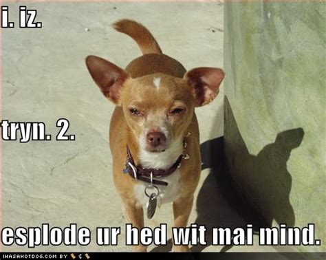 Comedy Plus Funny Dog Photos