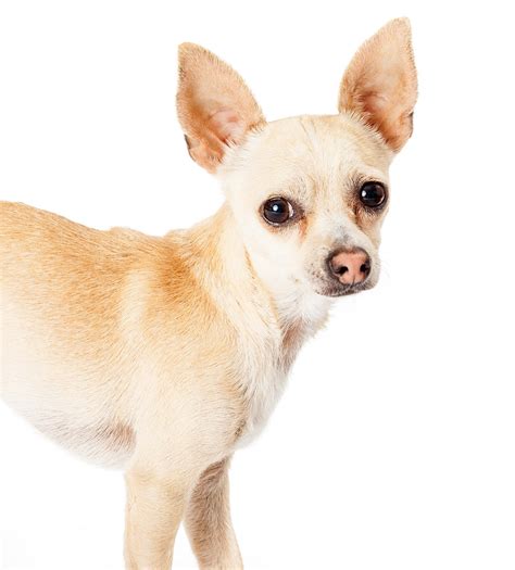 Cute Chihuahua Deer Head Tan L2sanpiero