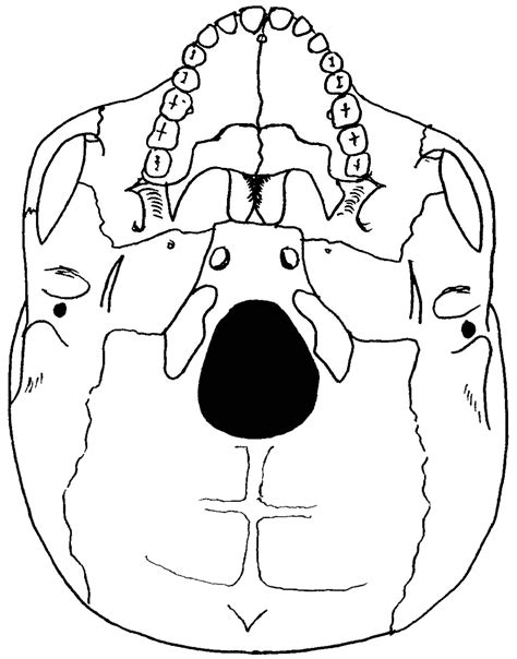 As shown in figure 2. Talus