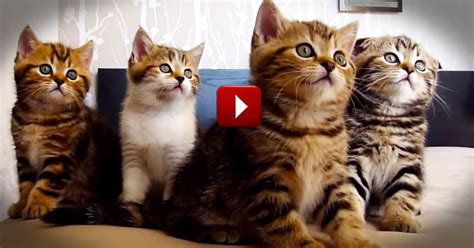 Stock video footage | 441 clips. Hilarious Dancing Cats Will Make Your Day