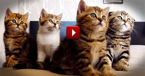 The cat, real name tardar sauce. Hilarious Dancing Cats Will Make Your Day